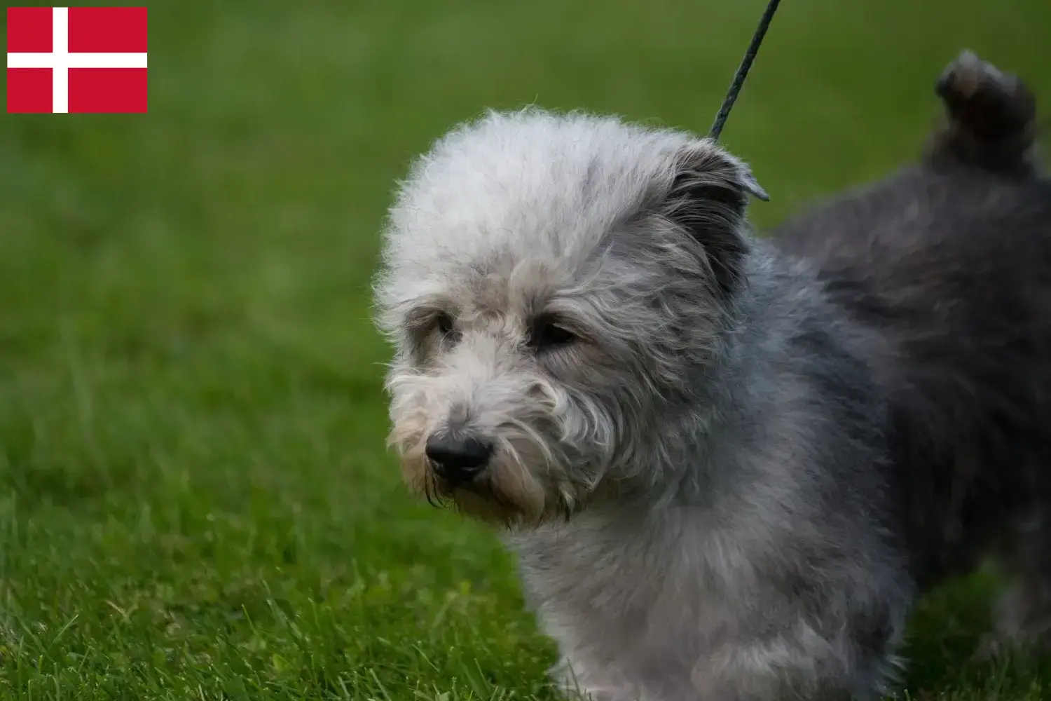 Irish Glen of Imaal Terrier štěňata a chovatelé Dánsko Zde najdete chovatele irského Glen of Imaal teriéra v Dánsku.