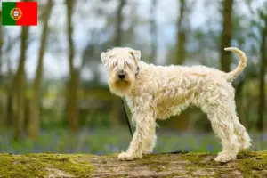 Přečtete si více ze článku Chovatelé a štěňata irského soft coated wheaten teriéra v Portugalsku