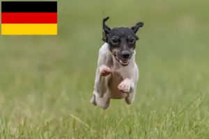 Přečtete si více ze článku Chovatelé japonských teriérů a štěňata v Německu