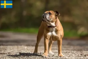 Přečtete si více ze článku Chovatelé kontinentálních buldočků a štěňata ve Švédsku