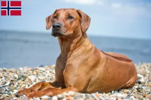Přečtete si více ze článku Chovatelé rhodéských ridgebacků a štěňat v Norsku