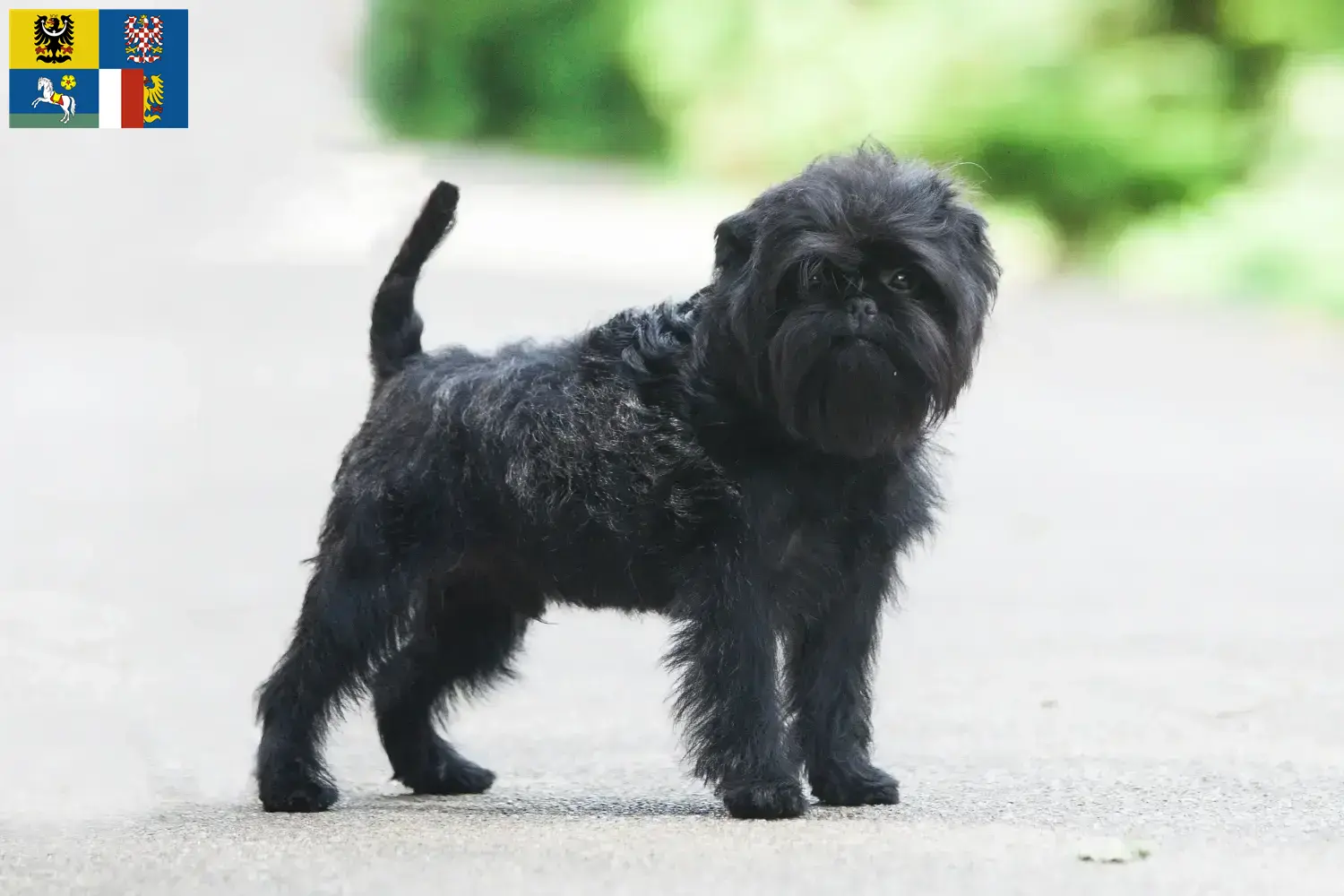 Přečtete si více ze článku Chovatelé Affenpinscherů a štěňat v Moravskoslezském kraji