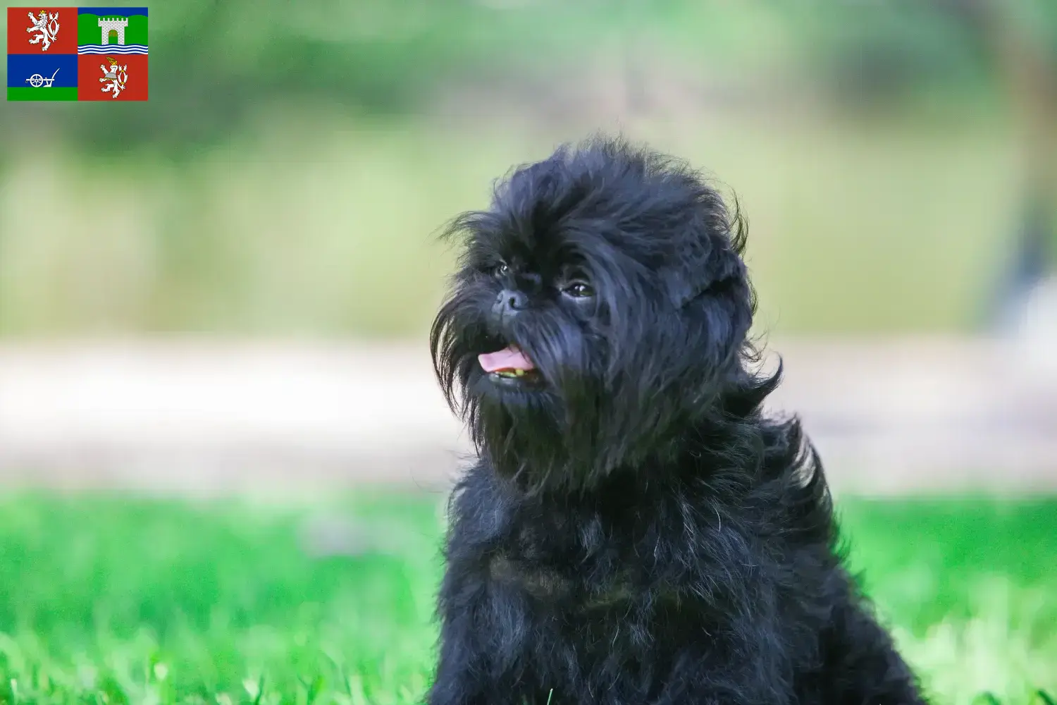 Přečtete si více ze článku Chovatelé Affenpinscherů a štěňata v Ústí