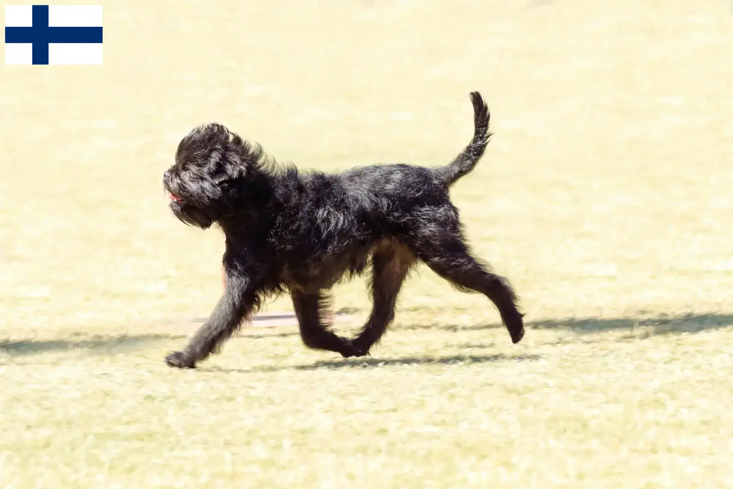 Přečtete si více ze článku Chovatelé Affenpinscherů a štěňata ve Finsku