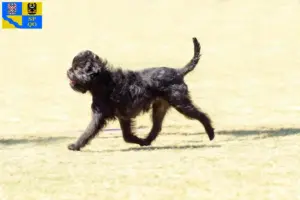 Přečtete si více ze článku Chovatelé Affenpinscherů a štěňata v Olomouci