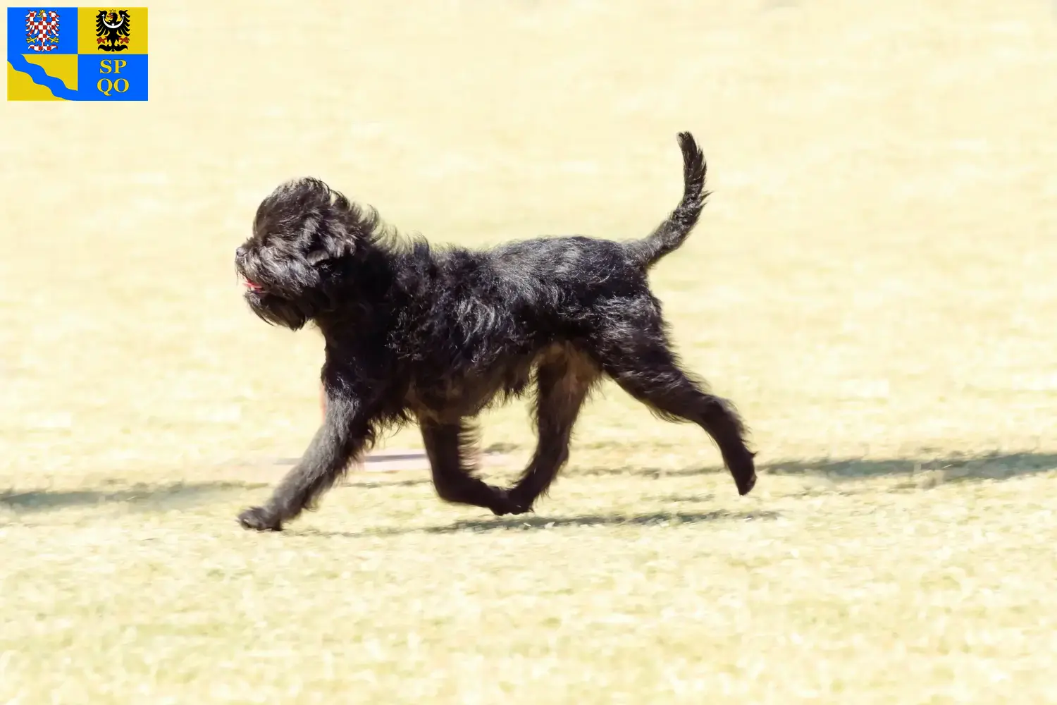 Přečtete si více ze článku Chovatelé Affenpinscherů a štěňata v Olomouci