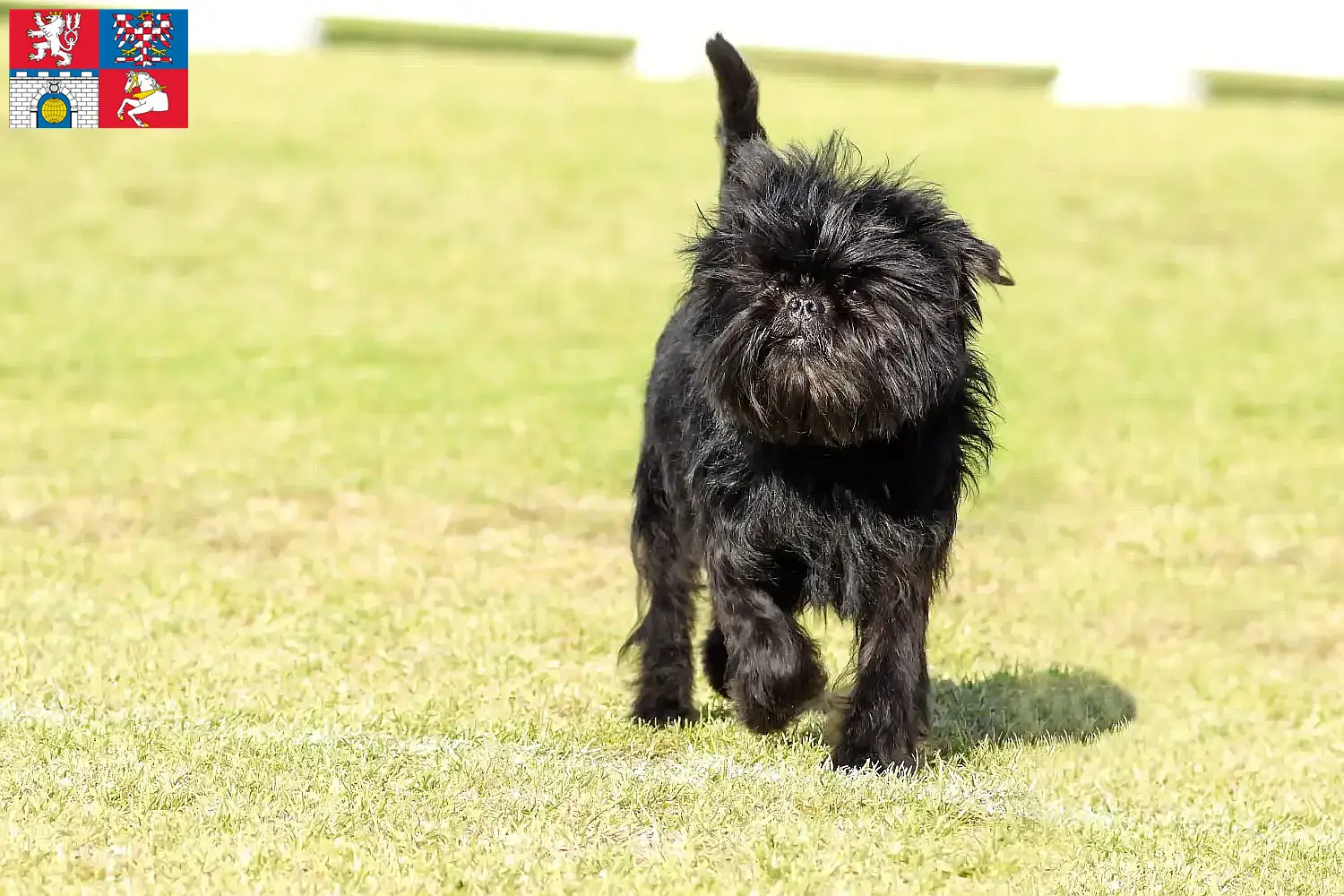 Přečtete si více ze článku Chovatelé Affenpinscherů a štěňat v Pardubicích