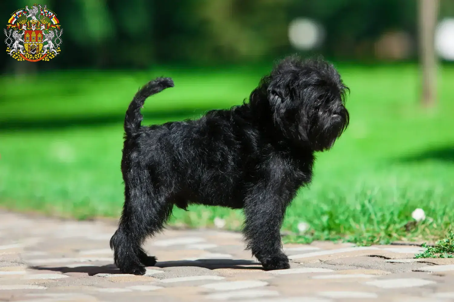 Přečtete si více ze článku Chovatelé Affenpinscherů a štěňat v Praze