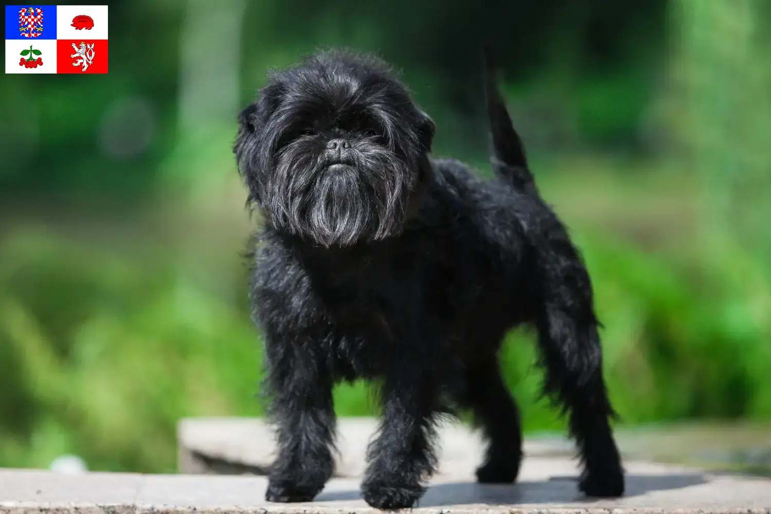 Přečtete si více ze článku Chovatelé Affenpinscherů a štěňat na Vysočině