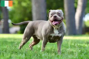 Přečtete si více ze článku Chovatelé amerických buldoků a štěňata v Irsku