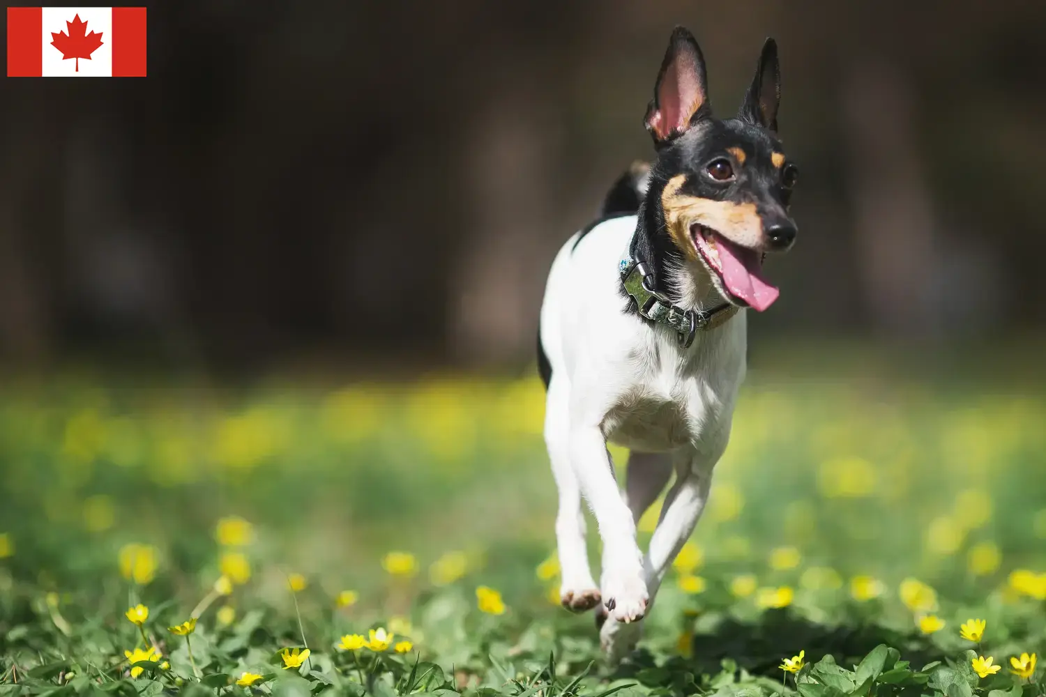 Přečtete si více ze článku Chovatelé amerických toy teriérů a štěňata v Kanadě