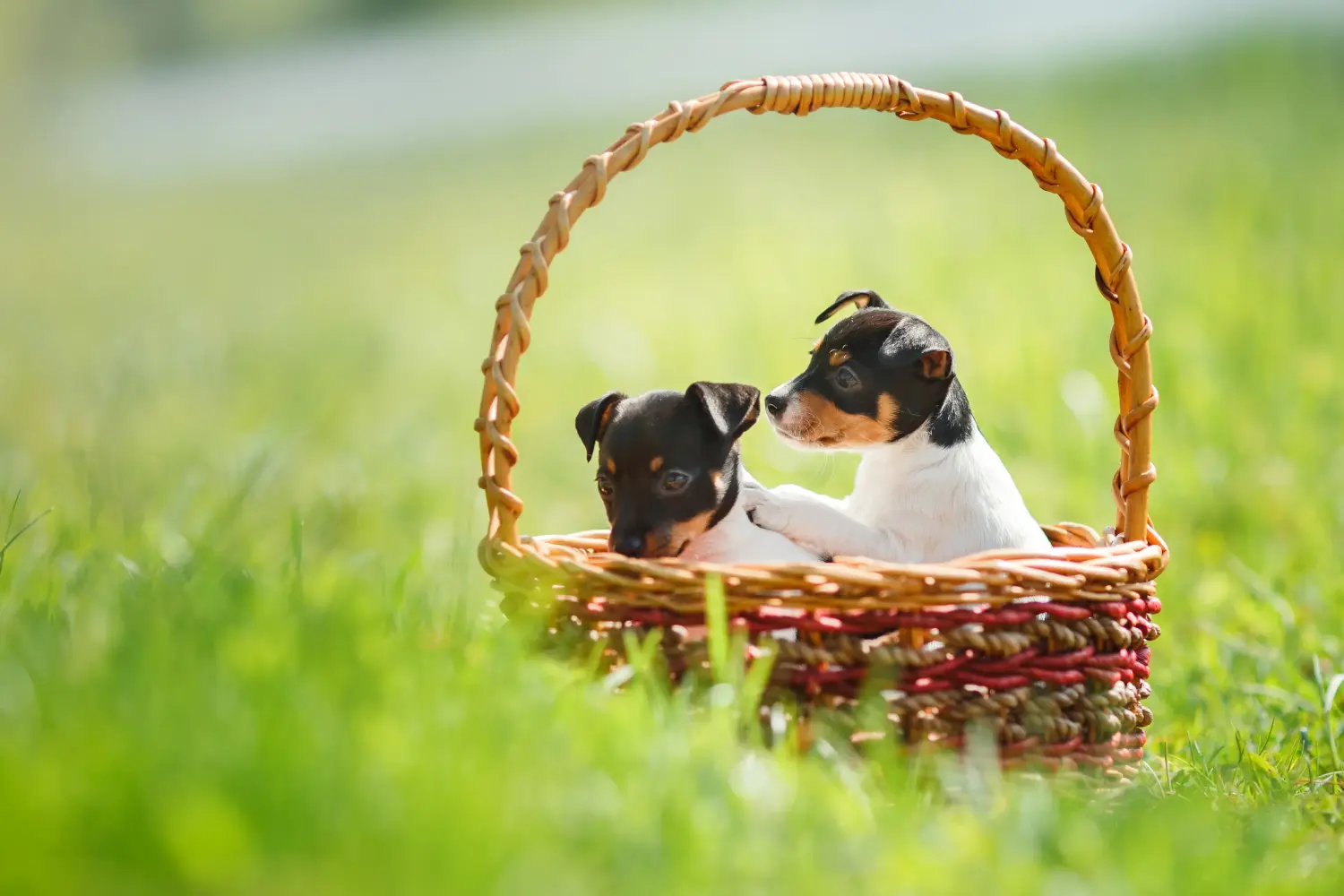 Koupit si štěně amerického toy teriéra znamená převzít odpovědnost! Prodám štěňata amerického toy teriéra.
