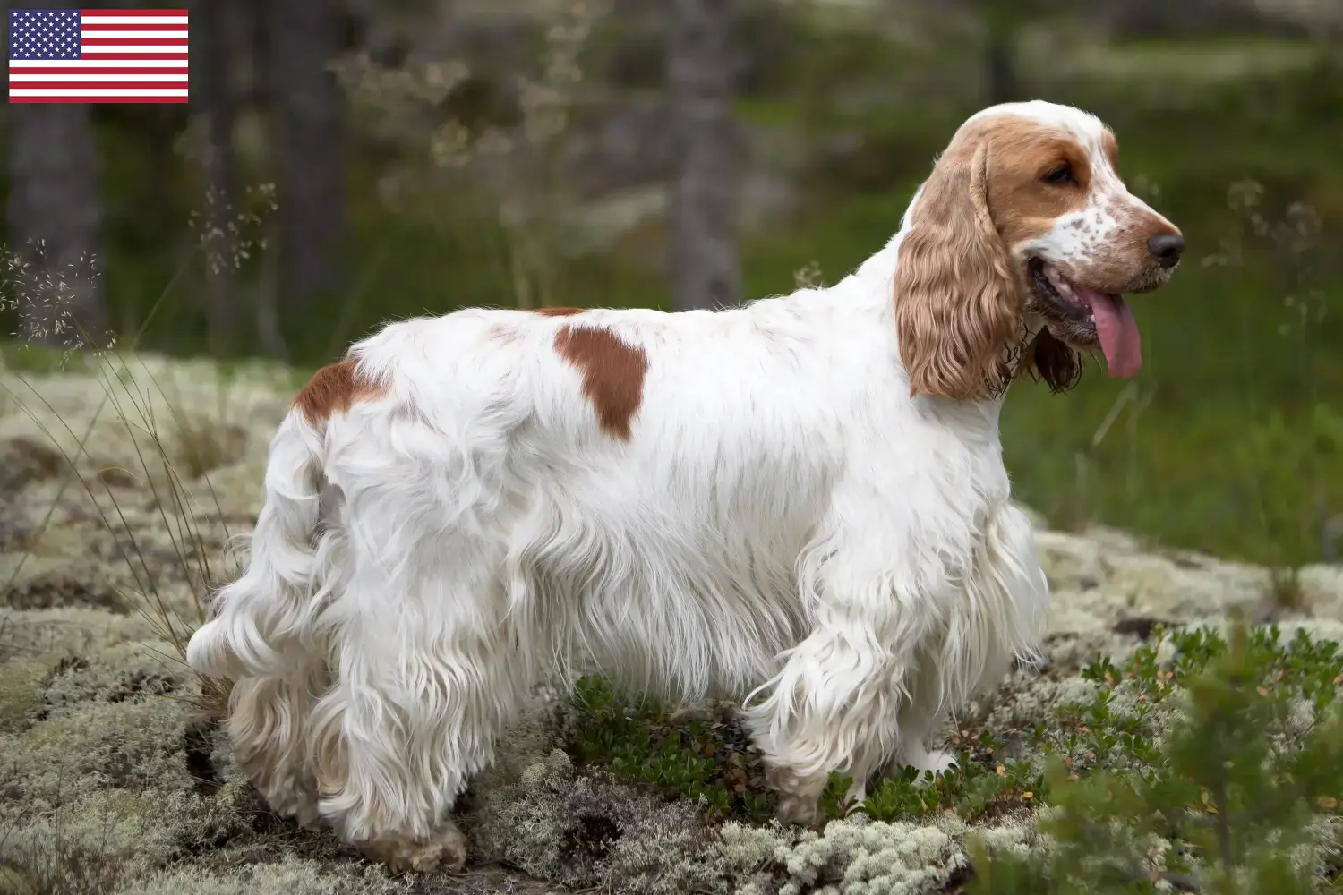 Přečtete si více ze článku Chovatelé anglických kokršpanělů a štěňat v USA