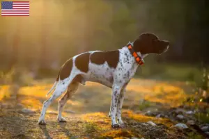 Přečtete si více ze článku Chovatelé anglických ohařů a štěňat v USA