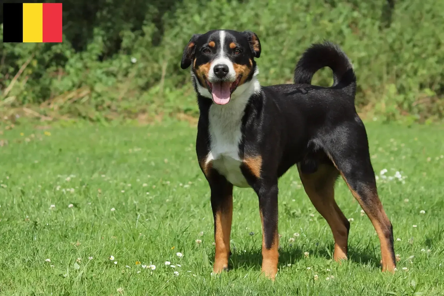 Přečtete si více ze článku Appenzellský salašnický pes Chovatelé a štěňata v Belgii