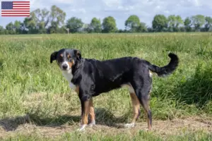 Přečtete si více ze článku Chovatelé a štěňata appenzellských salašnických psů v USA