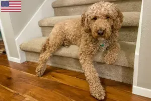 Přečtete si více ze článku Chovatelé australských labradoodlů a štěňat v USA