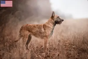 Přečtete si více ze článku Chovatelé belgických ovčáků a štěňata v USA