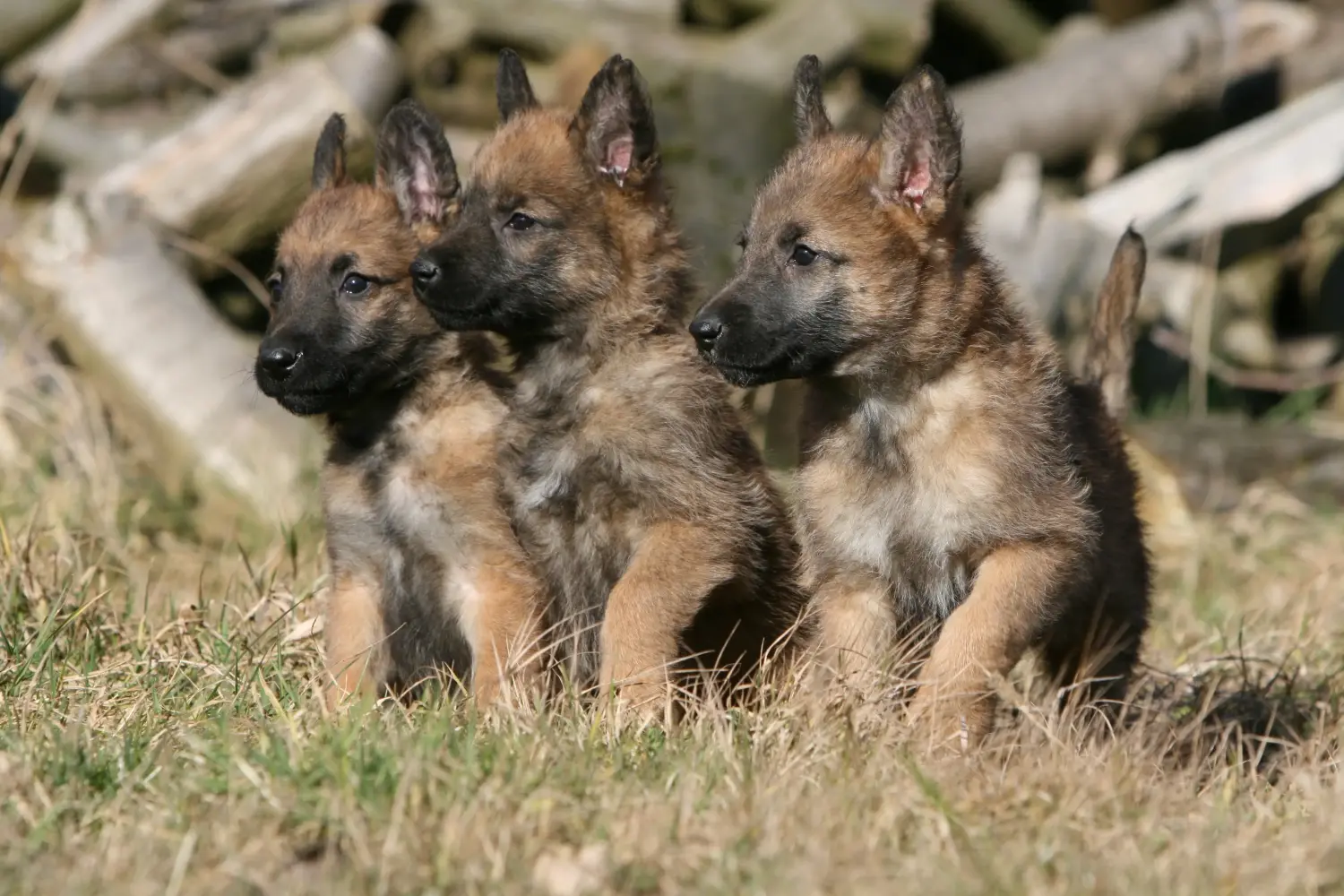 Koupit si štěně belgického ovčáka znamená převzít odpovědnost! Prodám štěňata belgického ovčáka.