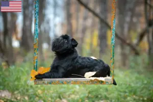 Přečtete si více ze článku Chovatelé belgických trpasličích grifonků a štěňat v USA