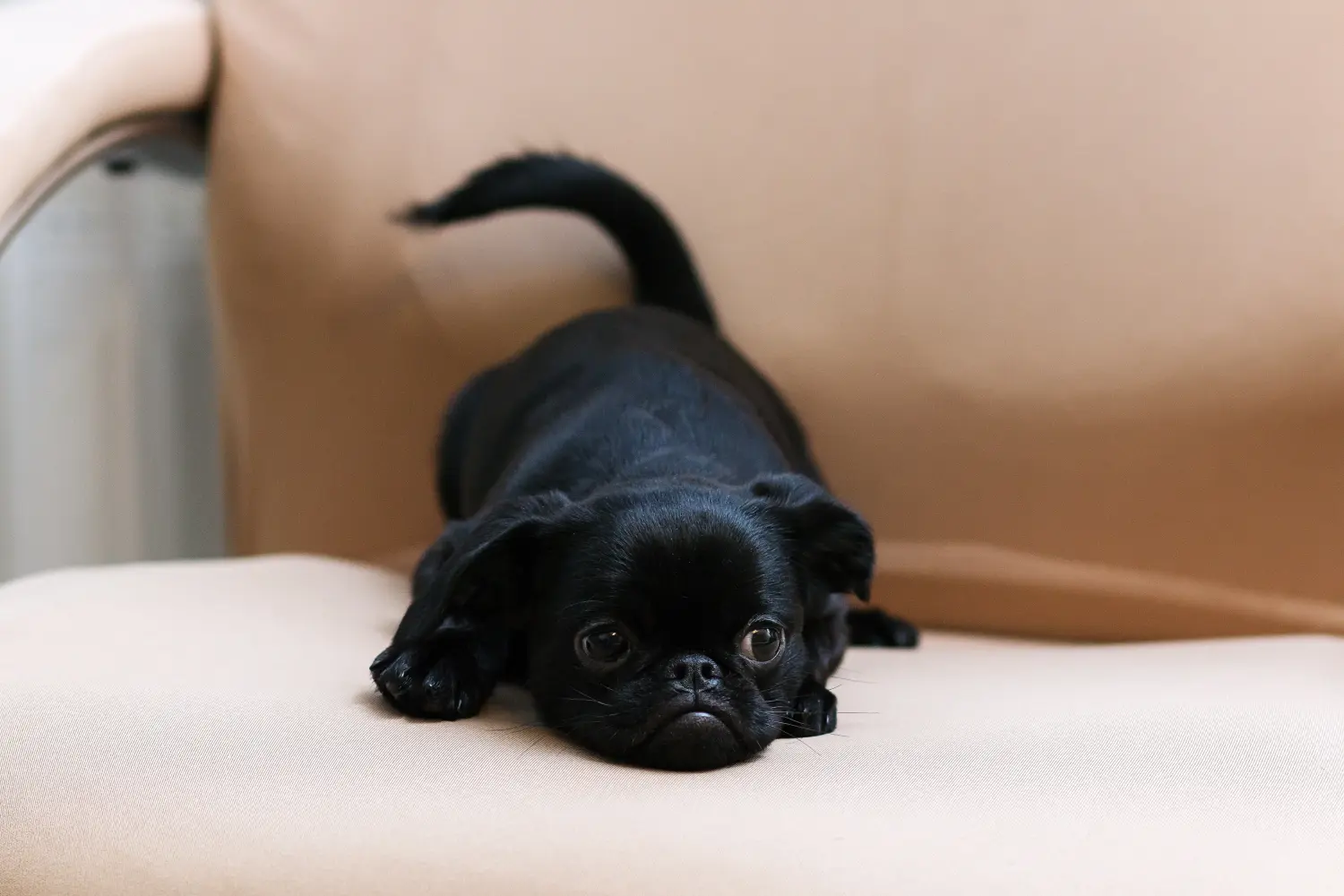 Koupit si štěně belgického trpasličího grifonka znamená převzít odpovědnost! Prodám štěňata belgického trpasličího grifonka.