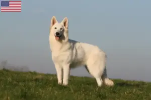 Přečtete si více ze článku Chovatelé bílých švýcarských ovčáků a štěňat v USA