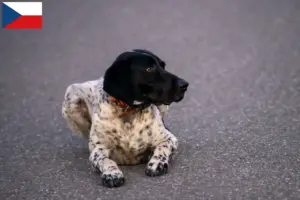 Přečtete si více ze článku Chovatelé a štěňata Braque d’Auvergne v České republice