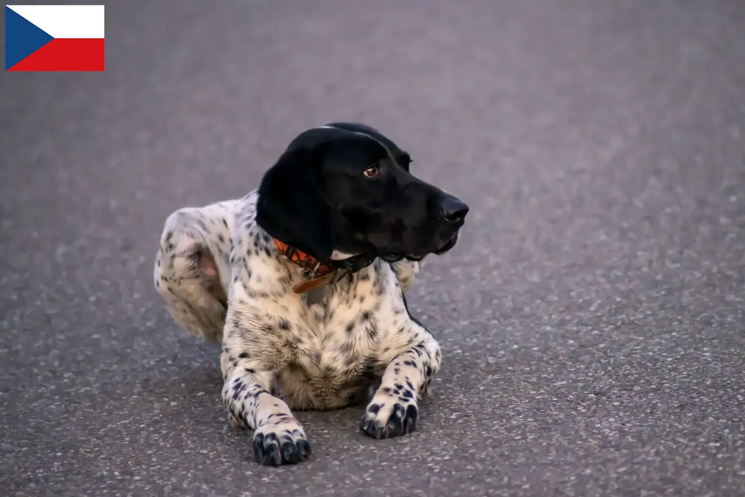 Braque d'Auvergne štěňata a chovatelé Česká republika Zde najdete chovatele plemene Braque d'Auvergne v Česku.
