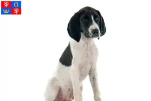 Přečtete si více ze článku Chovatelé a štěňata Braque d’Auvergne v Hradci Králové