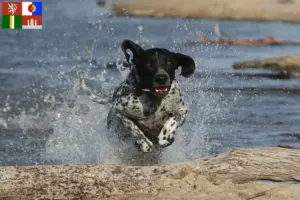Přečtete si více ze článku Chovatelé a štěňata Braque d’Auvergne v jižních Čechách