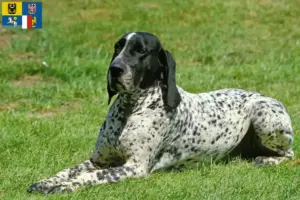 Přečtete si více ze článku Chovatelé a štěňata Braque d’Auvergne v Moravskoslezském kraji