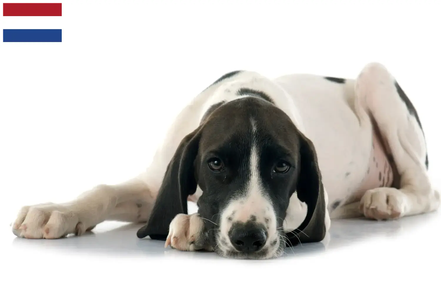 Braque d'Auvergne štěňata a chovatelé Nizozemsko Zde najdete chovatele plemene Braque d'Auvergne v Nizozemsku.