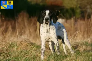 Přečtete si více ze článku Chovatelé a štěňata Braque d’Auvergne v Olomouci