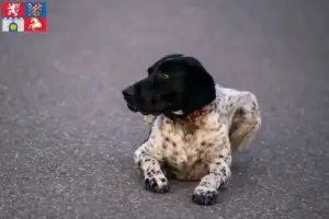 Přečtete si více ze článku Chovatelé a štěňata Braque d’Auvergne v Pardubicích