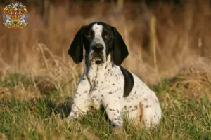 Přečtete si více ze článku Chovatelé a štěňata Braque d’Auvergne v Praze