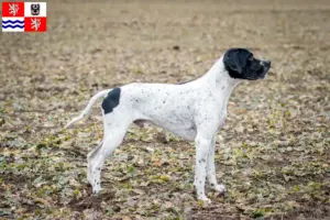 Přečtete si více ze článku Chovatelé a štěňata Braque d’Auvergne ve Středočeském kraji
