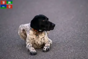 Přečtete si více ze článku Chovatelé a štěňata Braque d’Auvergne v Ústí