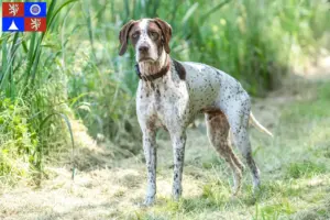 Přečtete si více ze článku Braque français type Pyrénées chovatelé a štěňata v Liberci