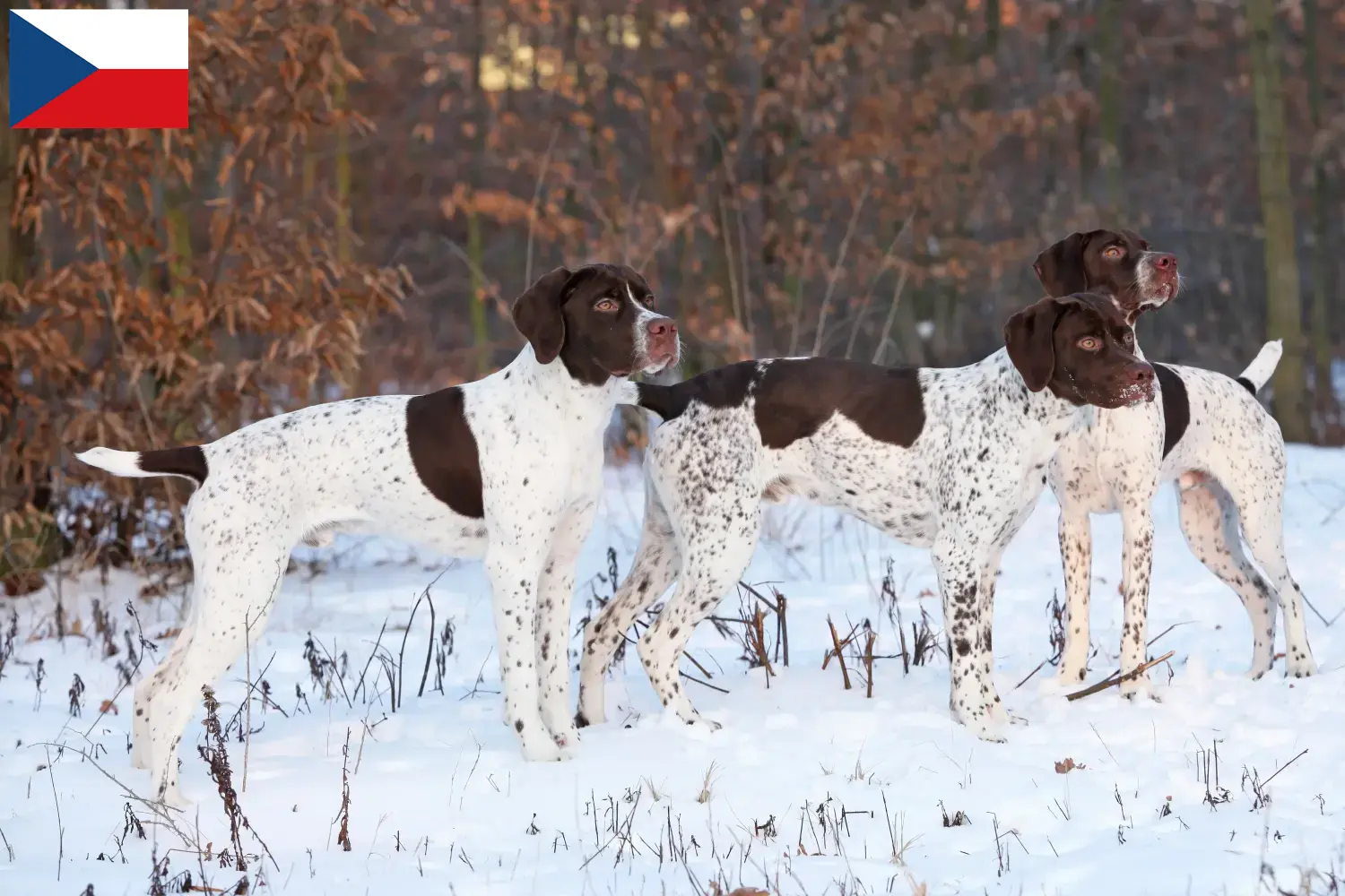 Braque français typ Pyrénées štěňata a chovatelé Česká republika Najděte chovatele plemene Braque français type Pyrénées v České republice.