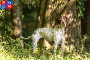 Přečtete si více ze článku Braque français type Pyrénées chovatelé a štěňata v Hradci Králové