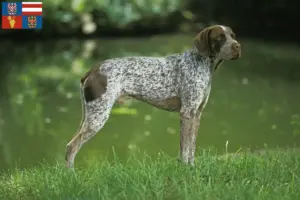 Přečtete si více ze článku Braque français type Pyrénées chovatelé a štěňata na jižní Moravě