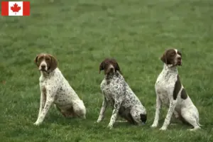Přečtete si více ze článku Braque français type Pyrénées chovatelé a štěňata v Kanadě