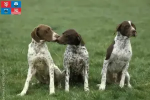 Přečtete si více ze článku Braque français type Pyrénées chovatelé a štěňata v Karlových Varech