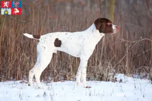 Přečtete si více ze článku Braque français type Pyrénées chovatelé a štěňata v Pardubicích
