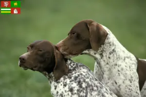 Přečtete si více ze článku Braque français type Pyrénées chovatelé a štěňata v Plzni