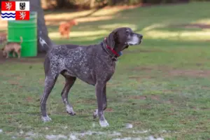Přečtete si více ze článku Braque français type Pyrénées chovatelé a štěňata ve Středočeském kraji