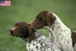 Přečtete si více ze článku Braque français type Pyrénées chovatelé a štěňata v USA