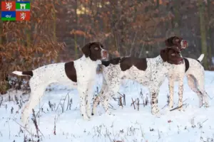 Přečtete si více ze článku Braque français type Pyrénées chovatelé a štěňata v Ústí
