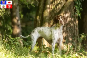 Přečtete si více ze článku Braque français type Pyrénées chovatelé a štěňata v Vysočina