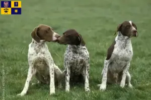 Přečtete si více ze článku Braque français type Pyrénées chovatelé a štěňata ve Zlíně